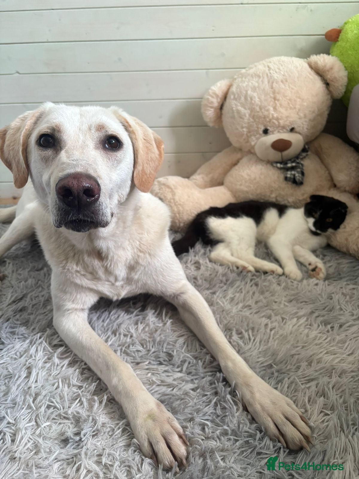 Mixed Breed dogs From Heartbreak to Hope: Meet Your New Best Friend - Advert 5