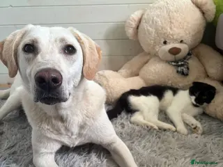 Mixed Breed dogs From Heartbreak to Hope: Meet Your New Best Friend - Advert 4