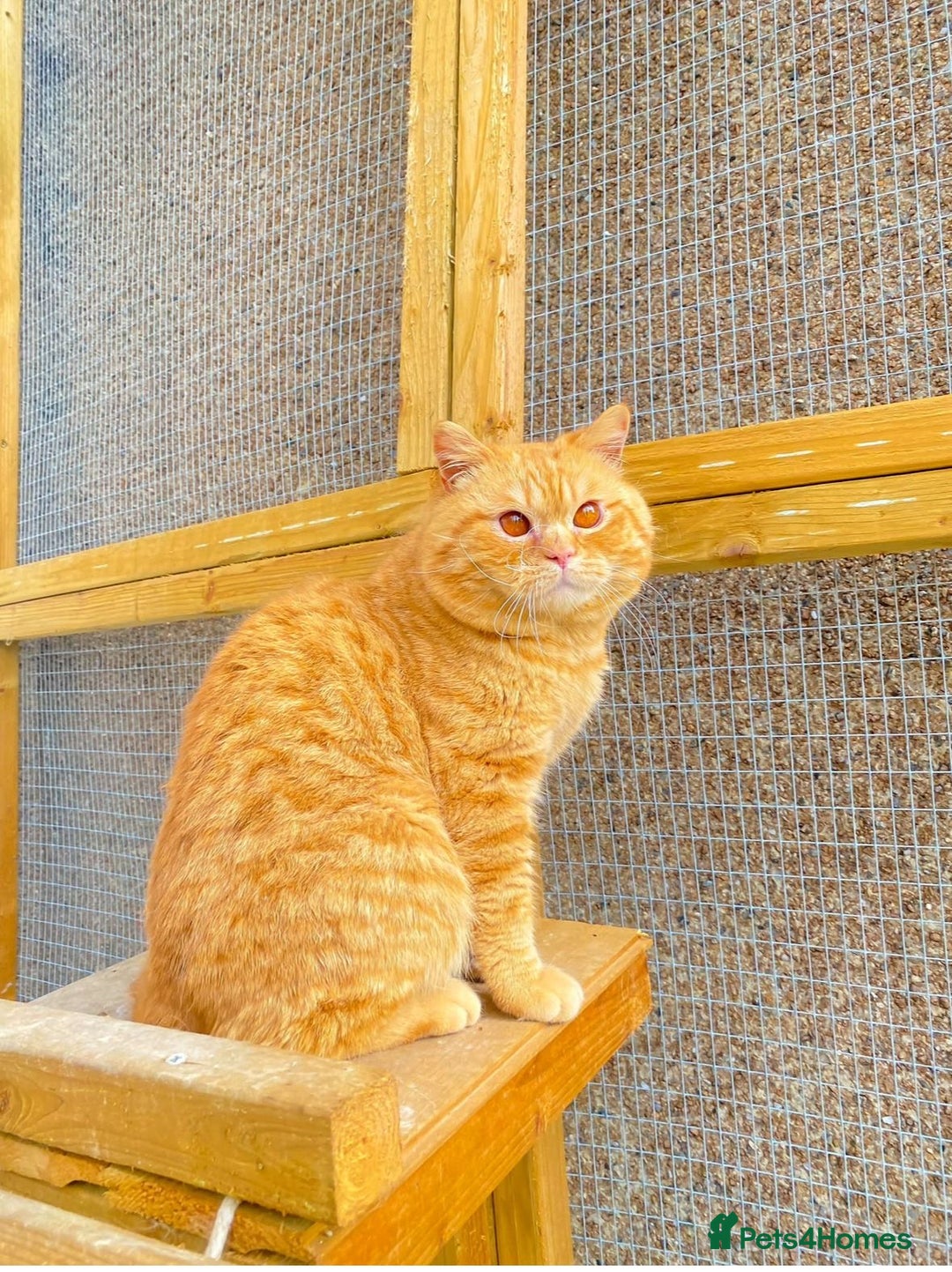 British Shorthair cats for sale: 🌈🌈😍😍Stunning Pure Pedigree Litter BSH ❤️❤️🌈🌈 - Advert 5