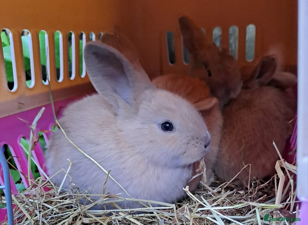 Continental Giant rabbits for sale: Pure Continental Giants - Vaccinated - RESERVE  😍 - Advert 6