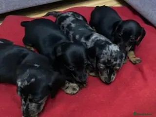 Miniature Dachshund dogs Beautiful Daches - Advert 3