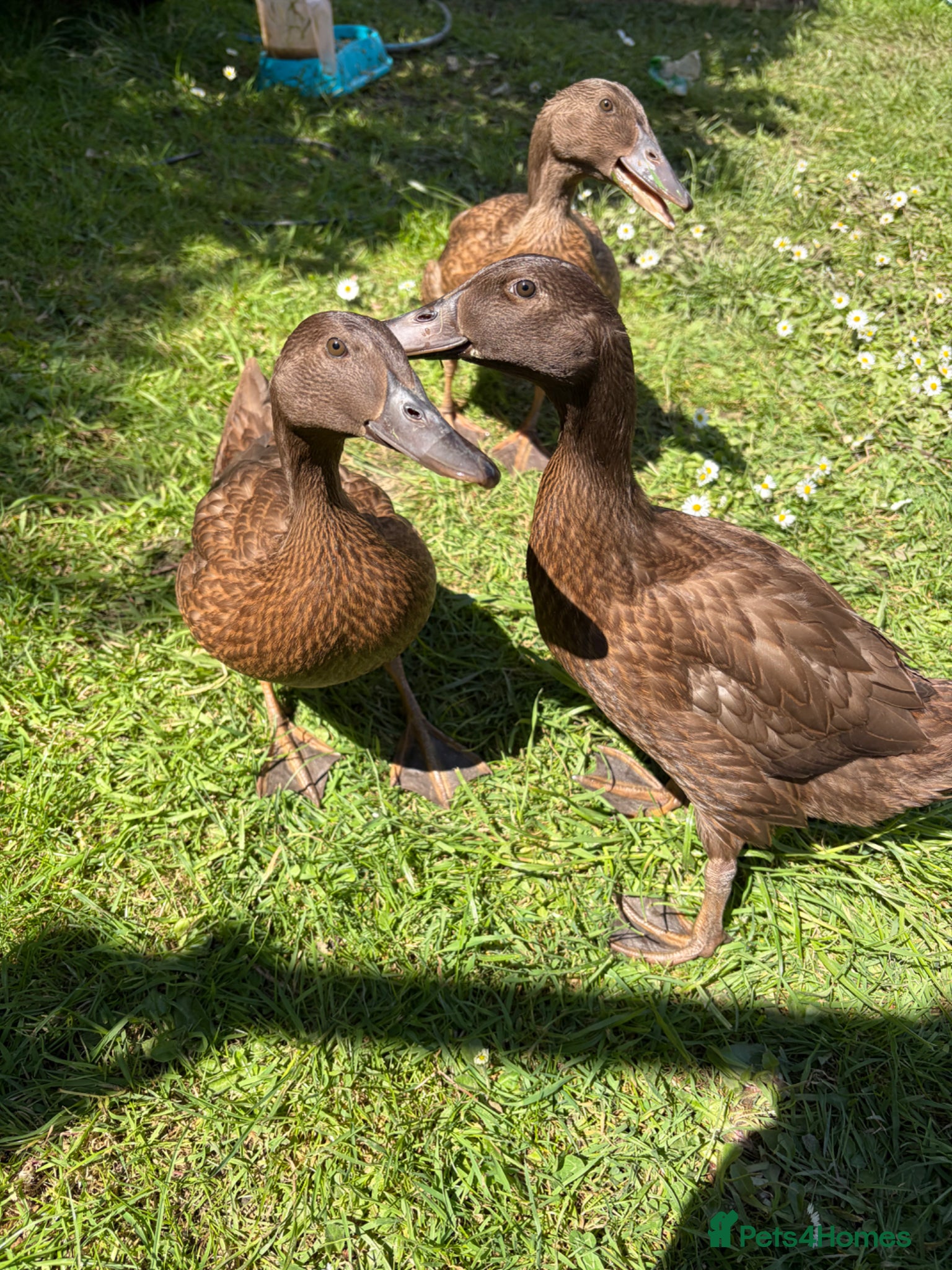 Ducks poultry 3 female khaki Campbell ducks  - Advert 3