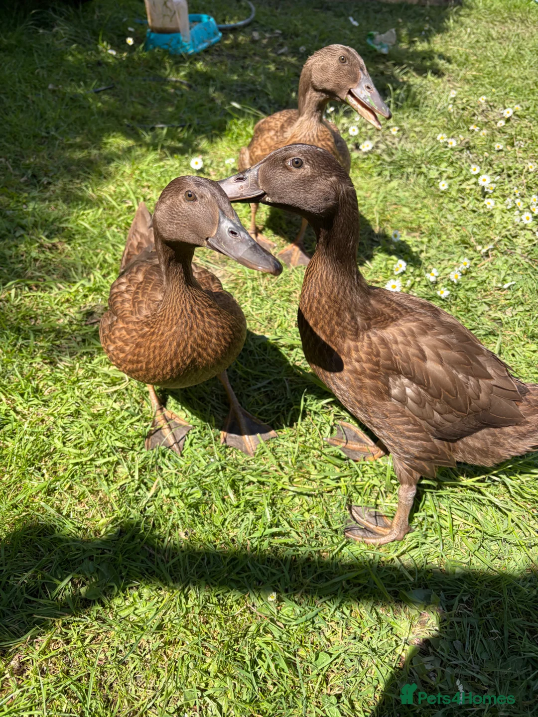 Ducks poultry for sale: 3 female khaki Campbell ducks  - Advert 1