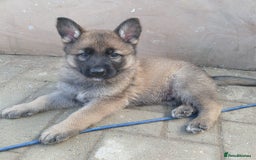 German Shepherd dogs for sale: Beautiful German Shepherd Puppies - Image 5
