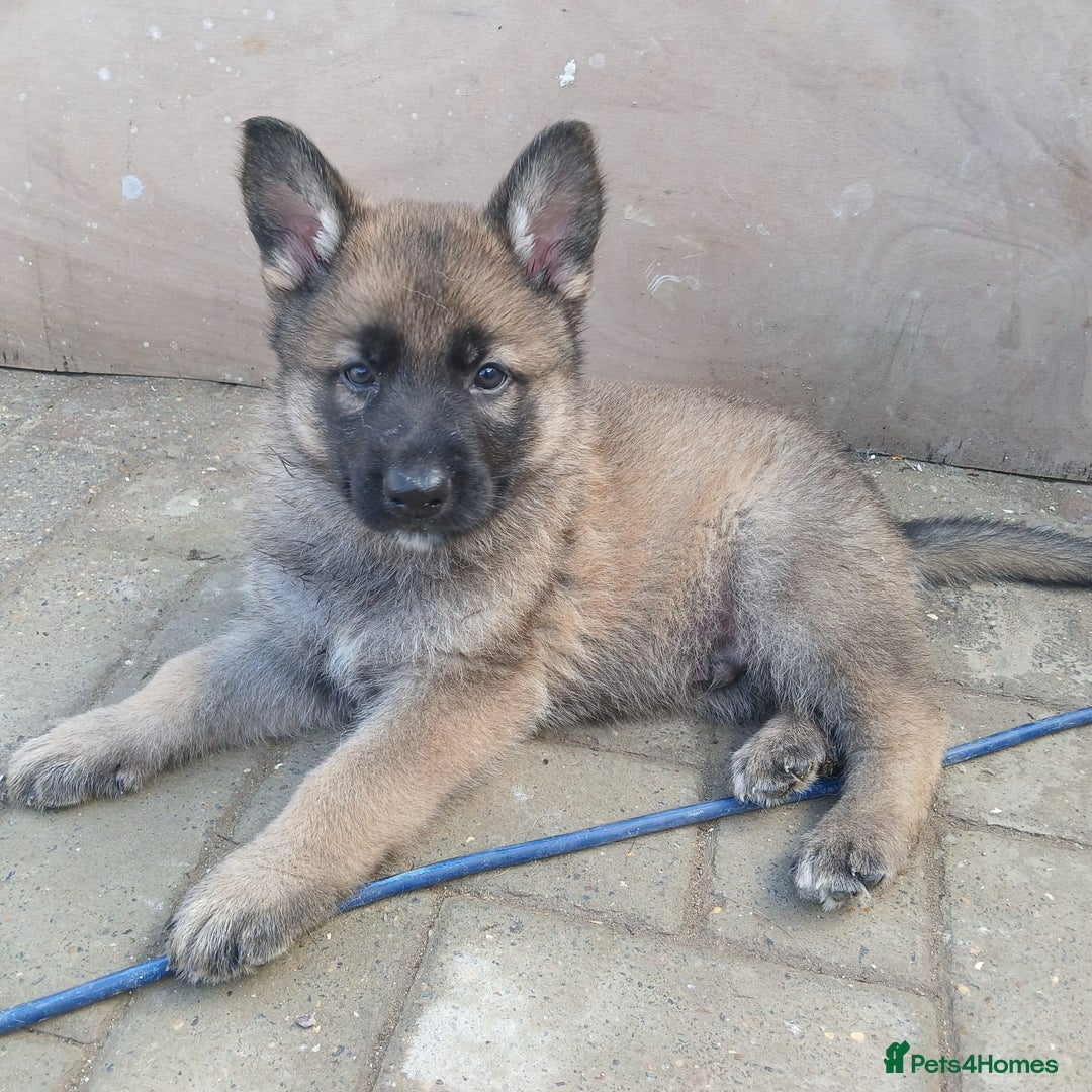 German Shepherd dogs for sale: Beautiful German Shepherd Puppies - Image 5