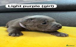 Staffordshire Bull Terrier dogs for sale:   Champion-KC.Reg.Blue Staffordshire Bull Terrier  - Image 6