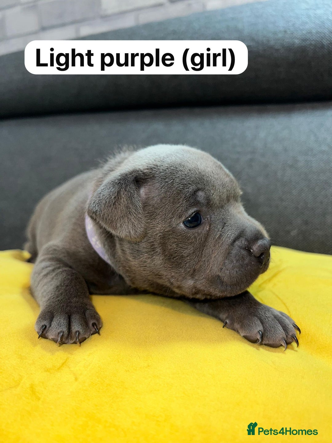 Staffordshire Bull Terrier dogs for sale:   Champion-KC.Reg.Blue Staffordshire Bull Terrier  - Image 6