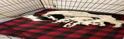 English Springer Spaniel dogs for sale: Striking Traditional English Springer Spaniel pups - Advert 2