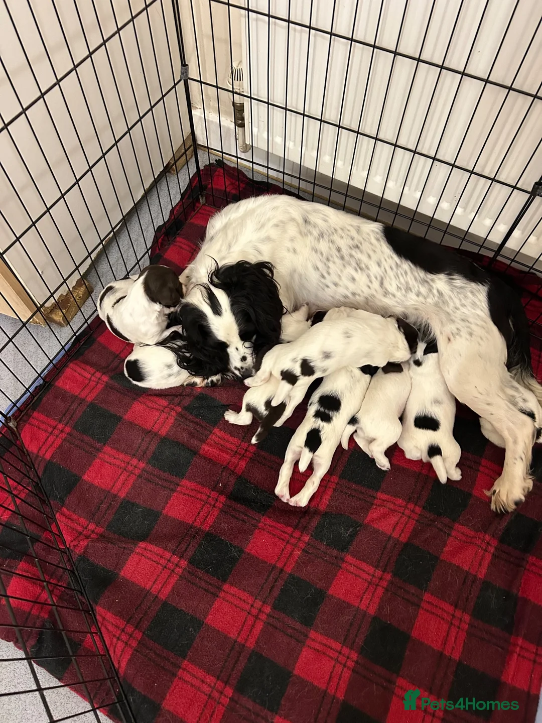 English Springer Spaniel dogs for sale: Striking Traditional English Springer Spaniel pups - Advert 2