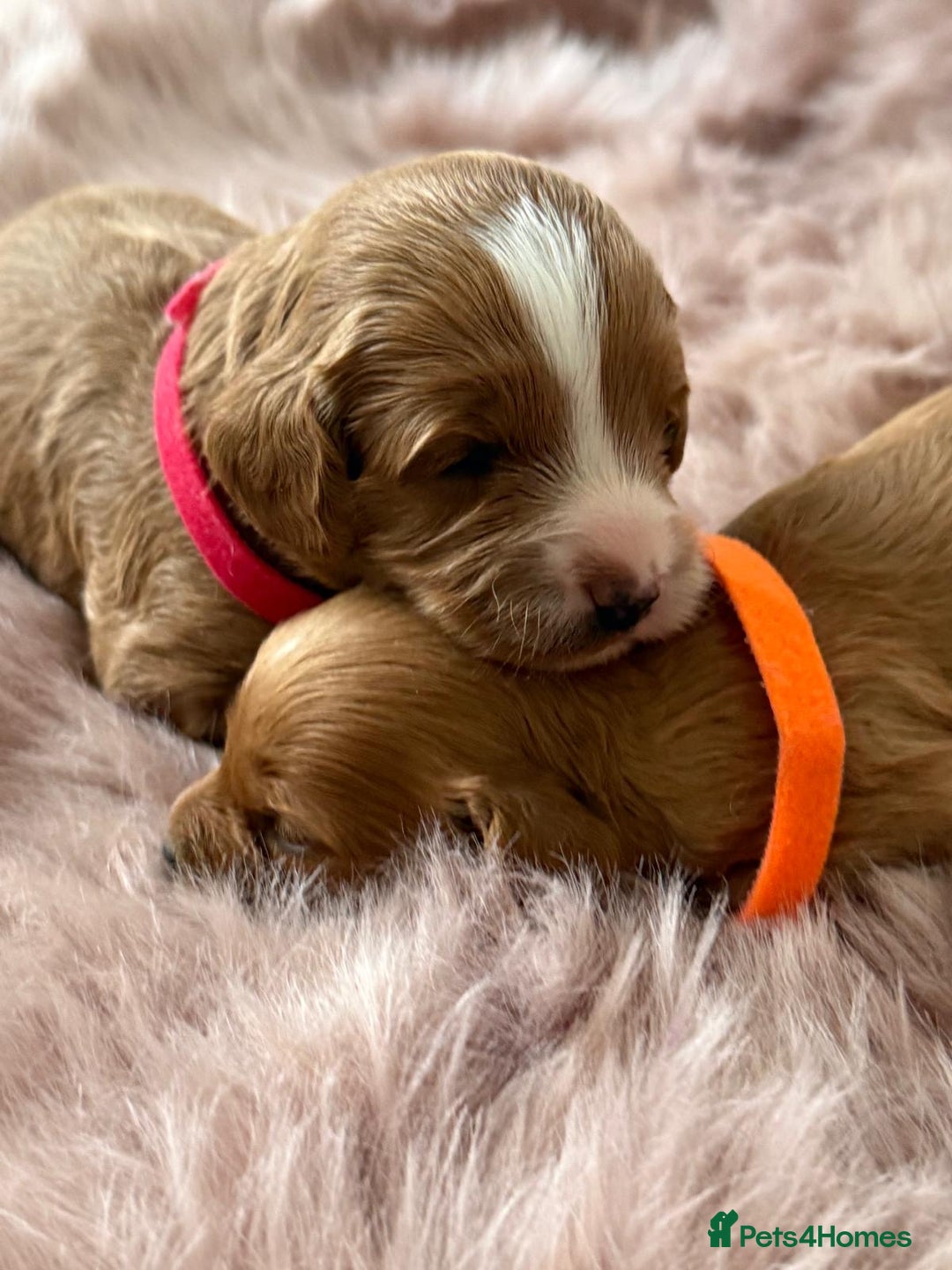 Cavapoo dogs for sale: Beautiful F1b Cavapoo's 🧬 DNA Tested Parents - Image 10