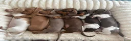 Miniature Dachshund dogs for stud: Halo Outstanding Isabella and Tan - Advert 2