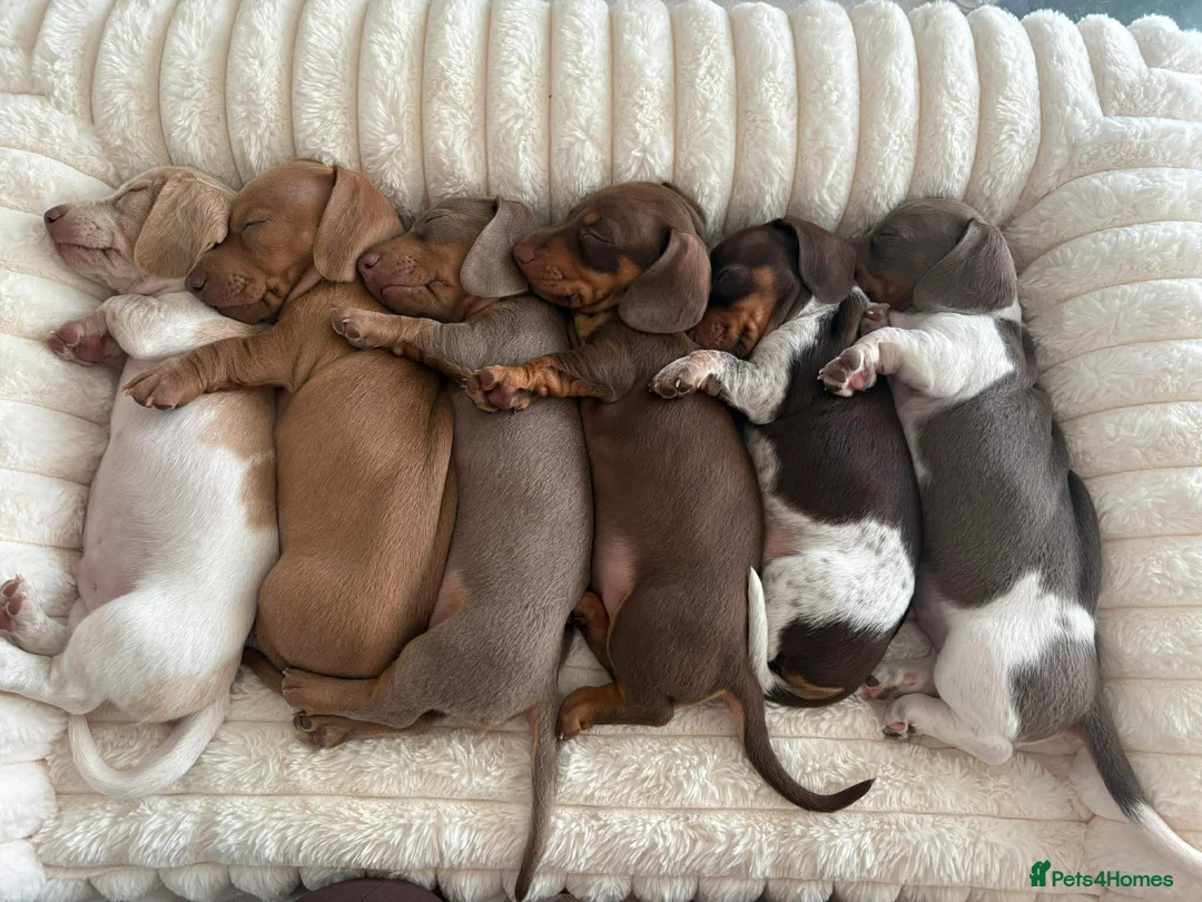 Miniature Dachshund dogs for stud: Halo Outstanding Isabella and Tan - Advert 2