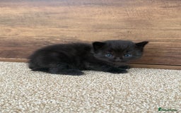 Mixed Breed cats for sale: 5 beautiful, playful kittens for sale  - Image 16