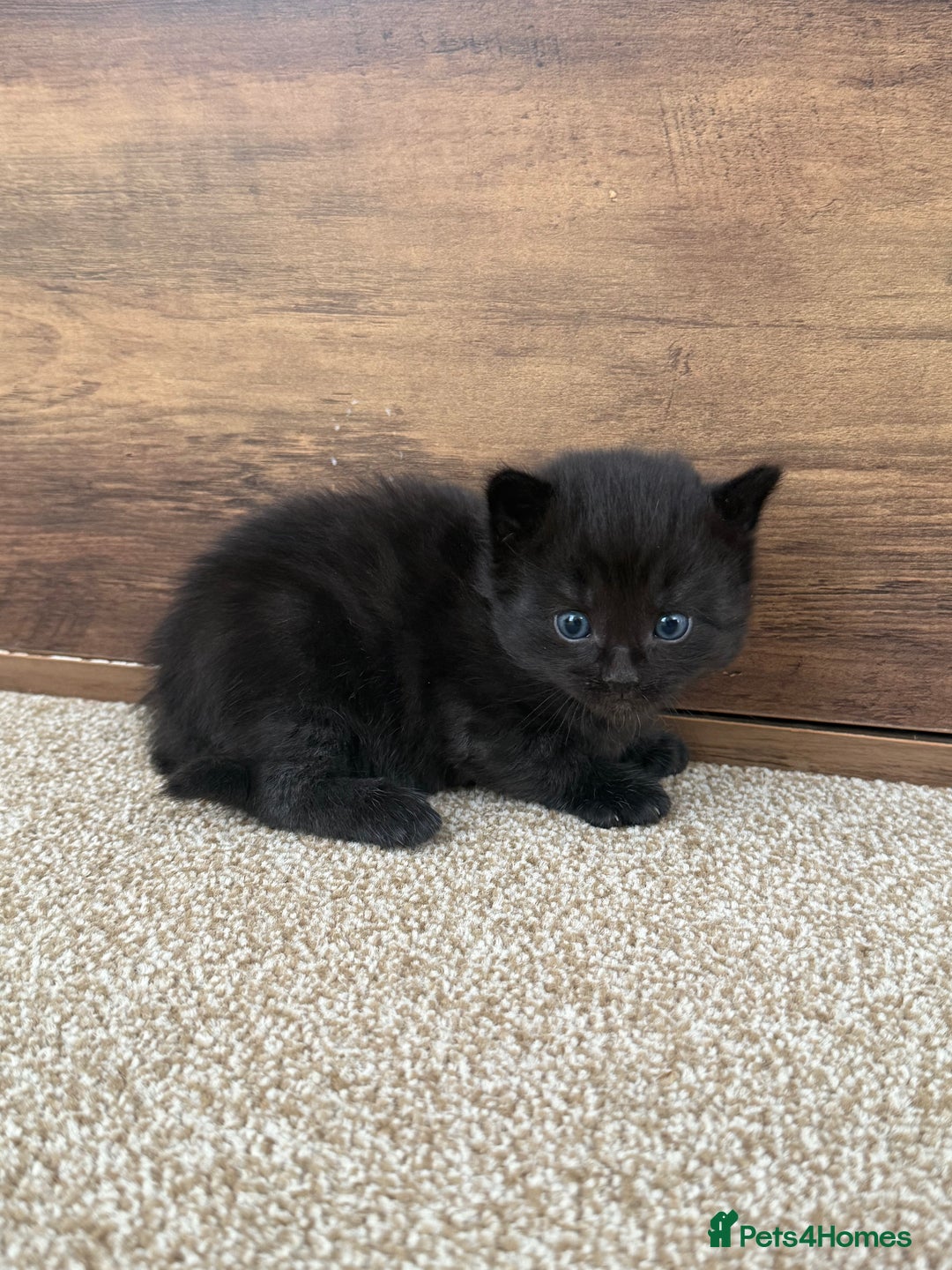 Mixed Breed cats for sale: 5 beautiful, playful kittens for sale  - Image 16