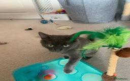 Russian Blue cats for sale: Russian British shorthair mix males  - Image 3
