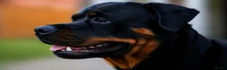 Rottweiler dogs for sale: 10 week old Rottie Puppy - Advert 3
