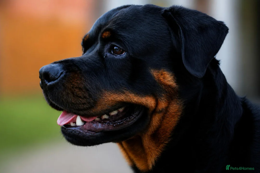 Rottweiler dogs for sale: 10 week old Rottie Puppy - Advert 3