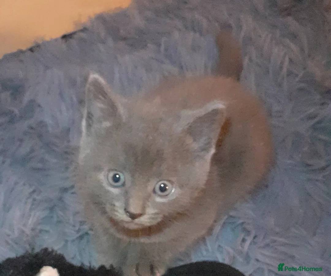 Russian Blue cats for sale: Russian Blue kitten  - Advert 2