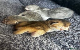 British Longhair cats for sale: ✨ Three adorable British Short/longhair kittens  - Image 2