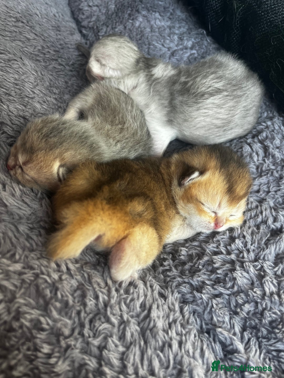 British Longhair cats for sale: ✨ Three adorable British Short/longhair kittens  - Image 2