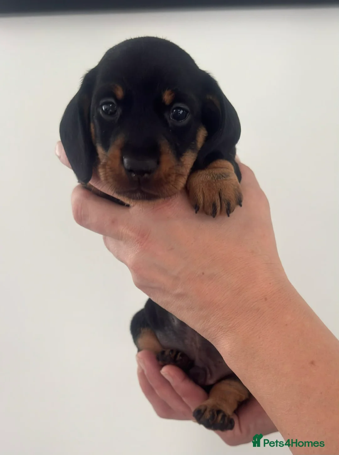 Miniature Dachshund dogs for sale: Miniature dachshunds! - Advert 11