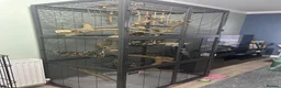 Sugar Glider rodents for sale: Sugar Glider Trio for Sale  - Advert 1
