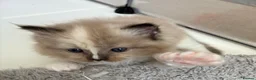 Ragdoll cats for sale: Registered pedigree cherubim ragdolls - Advert 3