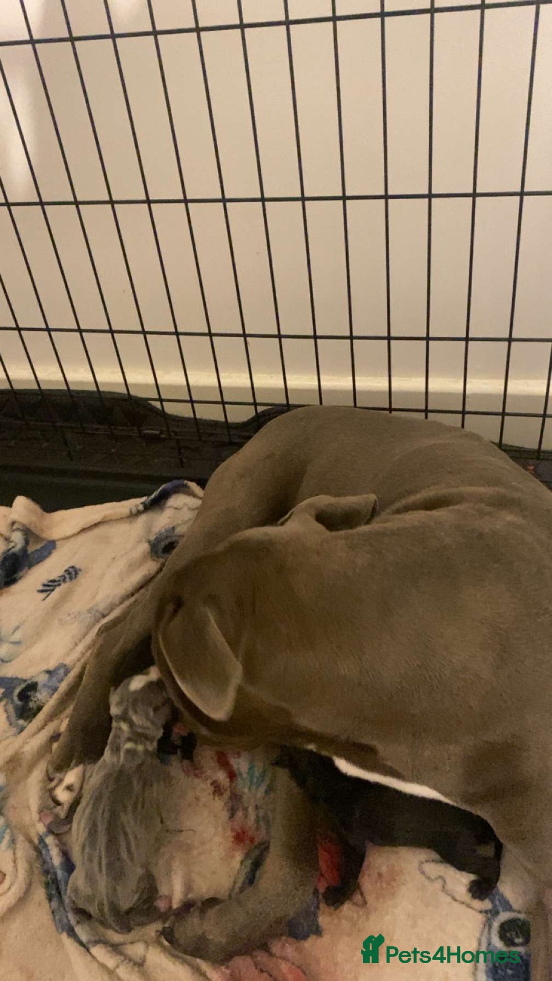Staffordshire Bull Terrier dogs for sale: Staff pups for sale  - Image 9