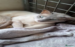 Tonkinese cats for sale: Intact Tonkinese Male  - Image 2