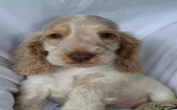 Cocker Spaniel dogs for sale: Championline Cocker Spaniel - Advert 15