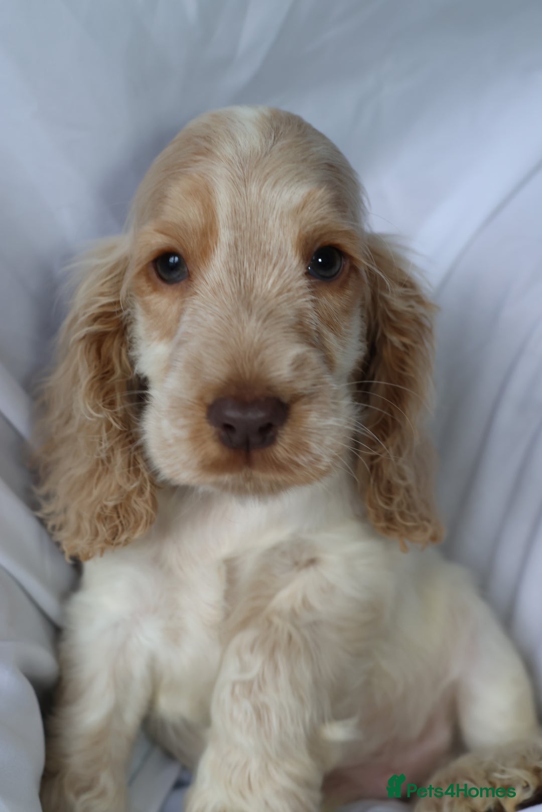 Cocker Spaniel dogs for sale: Championline Cocker Spaniel - Advert 15