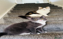 Mixed Breed cats for sale: Kittens for sale  - Image 11