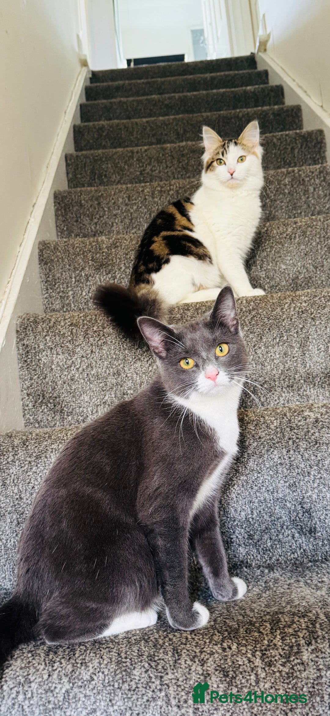 Mixed Breed cats for sale: Kittens for sale  - Image 11