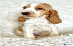 Cocker Spaniel dogs for sale: Golden Roan Full Health Tests Showline KC Reg Pups - Image 34
