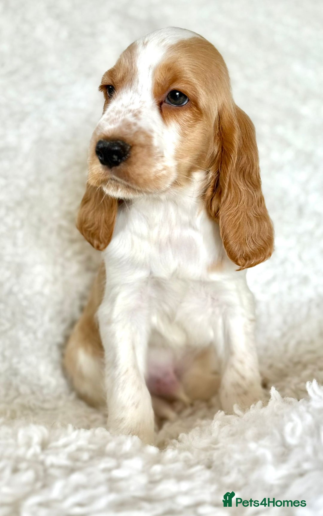Cocker Spaniel dogs for sale: Golden Roan Full Health Tests Showline KC Reg Pups - Image 34