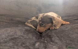 Miniature Dachshund dogs for sale: Stunning Miniature Daschounds Puppies  - Image 8