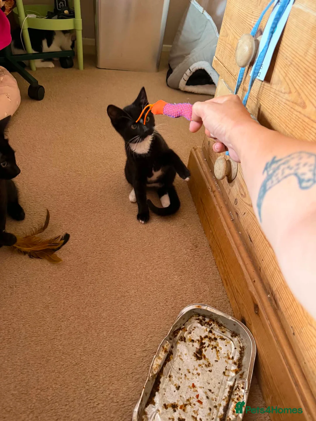 Mixed Breed cats for adoption: Trigger - Taverham Norfolk  - Advert 2