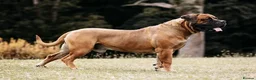 Boerboel dogs for sale: Waitlist now open - due early October in Horsham - Advert 4