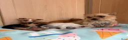 Mixed Breed dogs for sale: Jack Russell Cross Chorkie Puppies – Ready Now - Advert 36