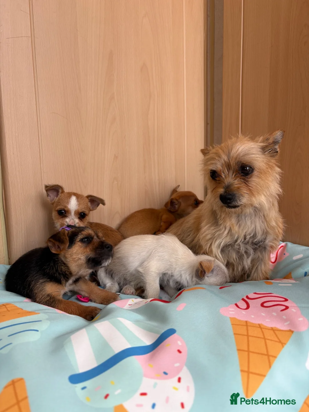 Mixed Breed dogs for sale: Jack Russell Cross Chorkie Puppies – Ready Now - Advert 36