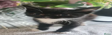 Spot