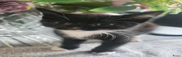 Mixed Breed cats for sale: 3 male kittens - Advert 2