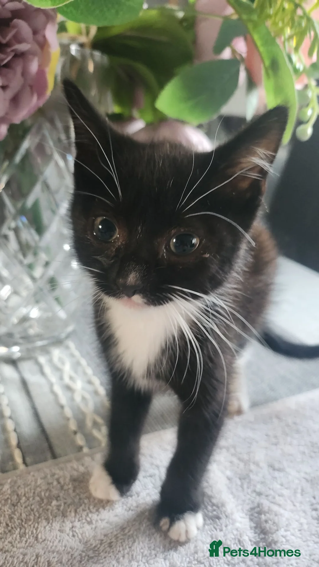Mixed Breed cats for sale: 3 male kittens - Advert 2