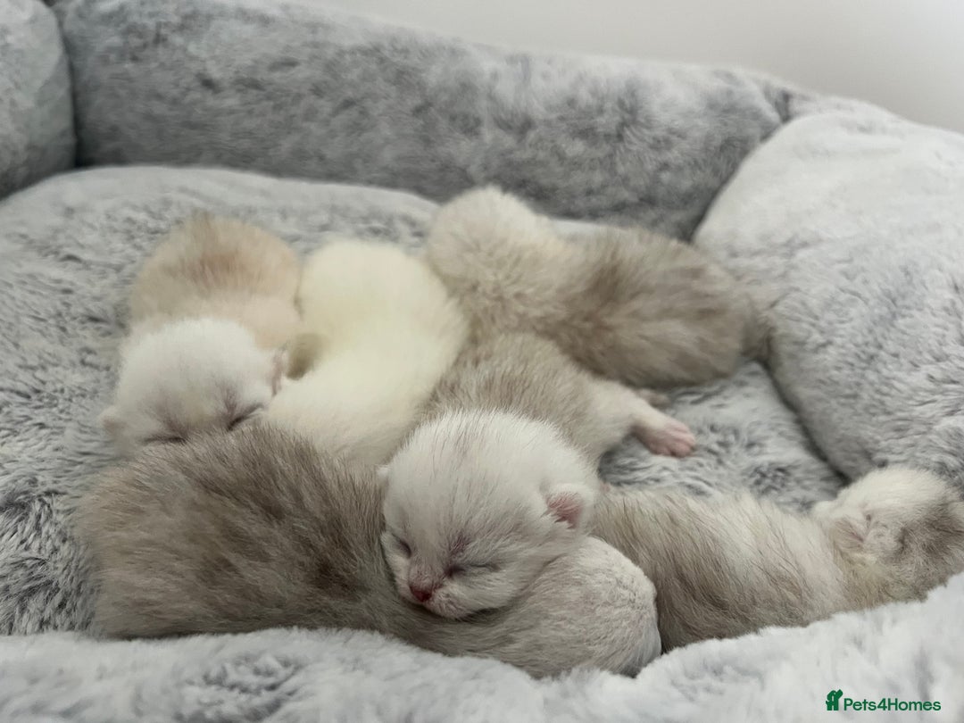 Scottish Fold cats for sale: Scottish Fold  - Image 2