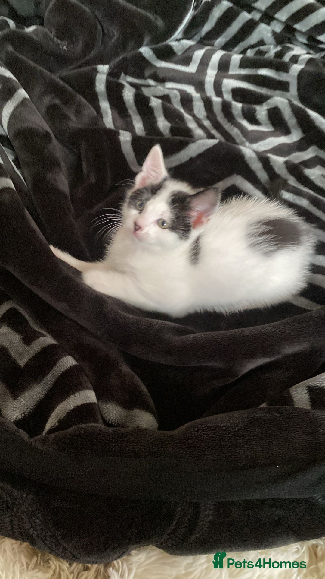 Domestic Shorthair cats for sale: domestic shorthair kittens - Advert 5