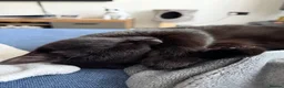 Mixed Breed cats for sale: Black cat mixed breed  in Mansfield - Advert 2