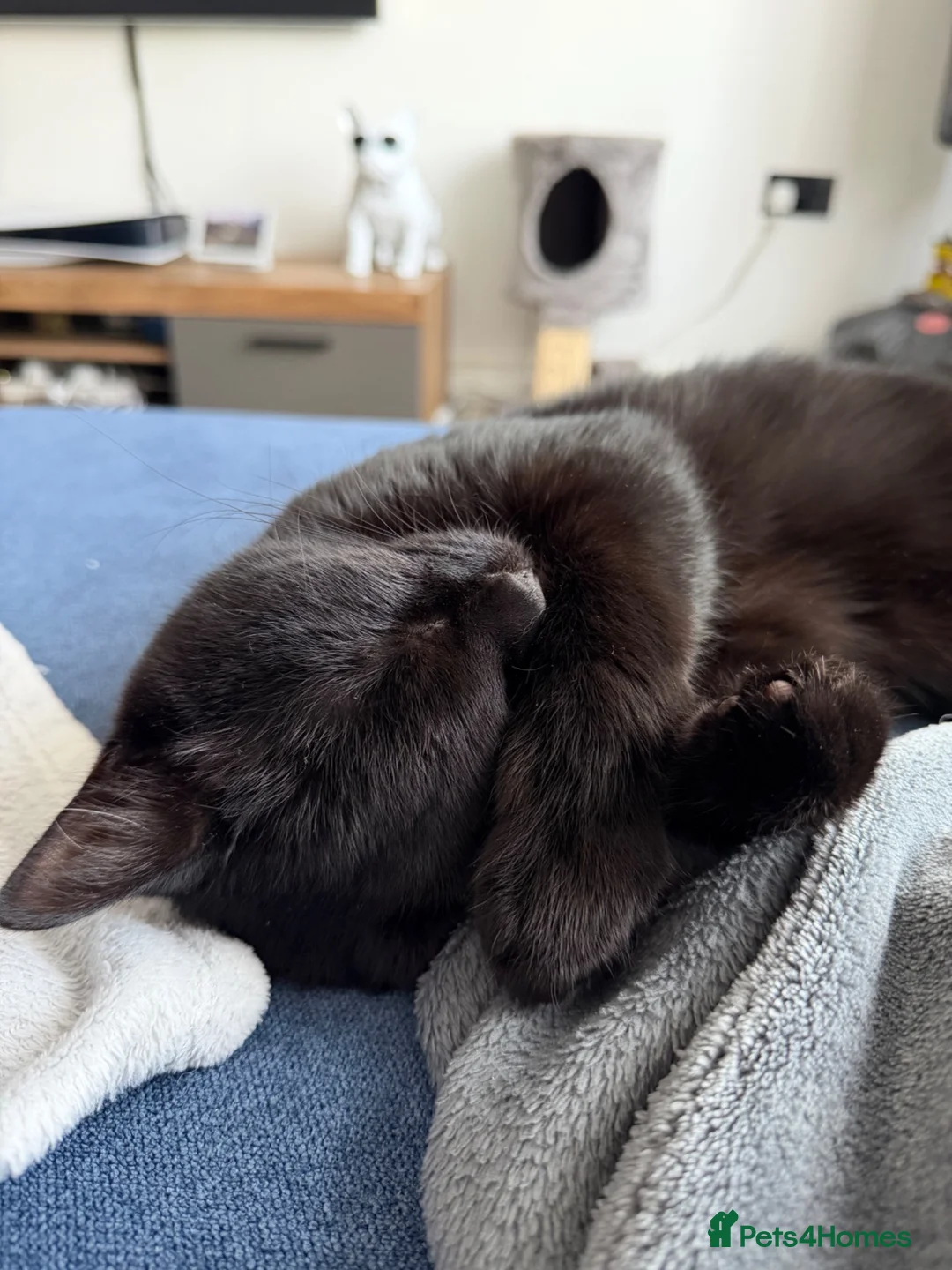Mixed Breed cats for sale: Black cat mixed breed  in Mansfield - Advert 2
