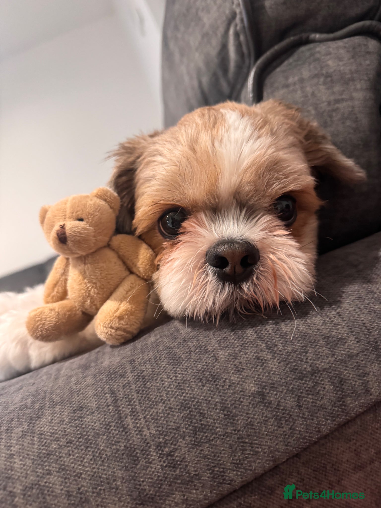 Shih Tzu dogs 6 year old Male Shih Tzu, available for stud - Advert 4