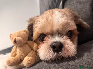 Shih Tzu dogs 6 year old Male Shih Tzu, available for stud - Advert 4