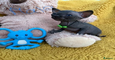Sphynx cats - Advert 3